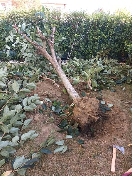 Azienda-derattizzazione-bologna