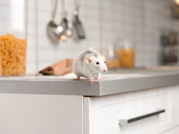 Derattizzazione-complessi-industriali-casalecchio-di-reno