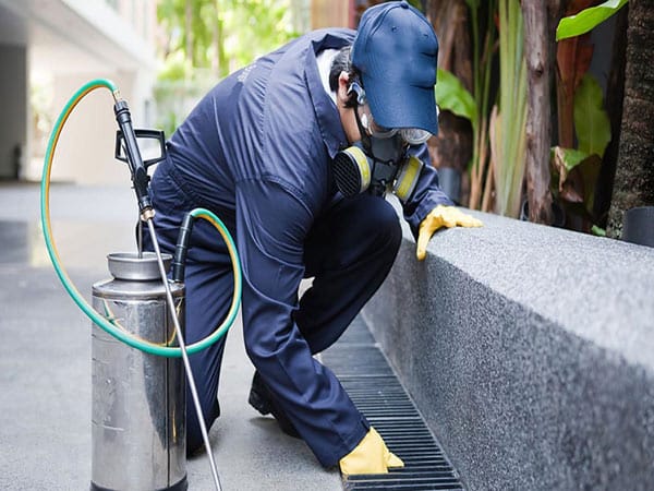 Impresa-di-disinfestazione-bologna