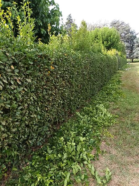 Impresa-potatura-piante-castenaso