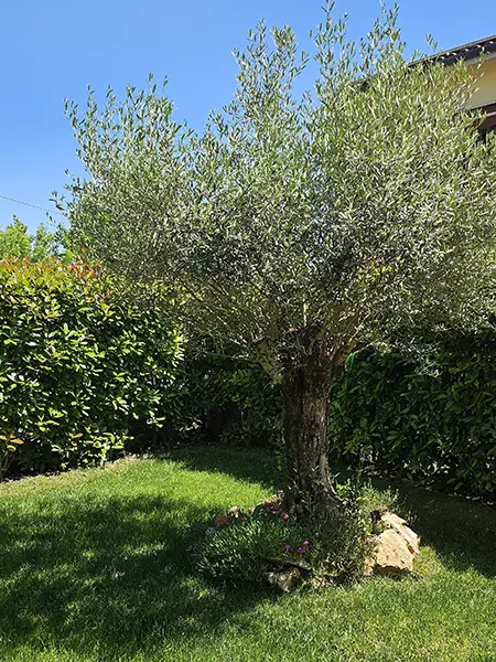 progettazione-e-realizzazione-di-giardini-san-lazzaro